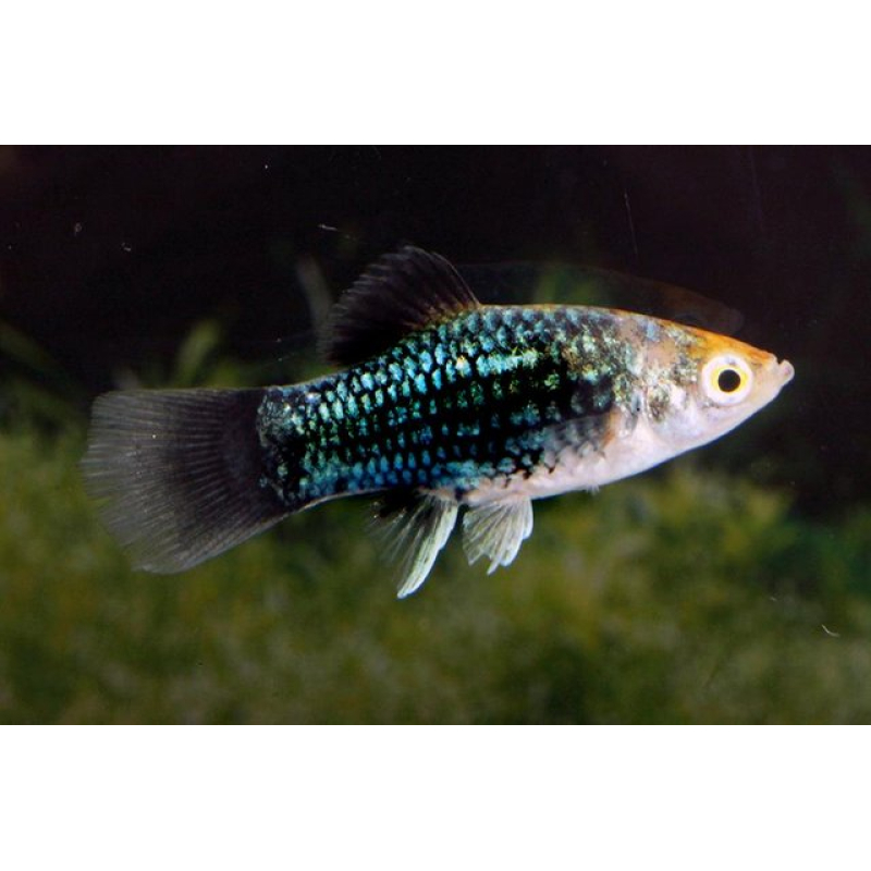 Platy Black